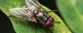 disinfestazione mosche bologna