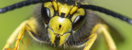 disinfestazione vespe bologna